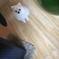 Toy spiz di Pomerania