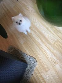 Toy spiz di Pomerania