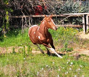 Puledro Paint