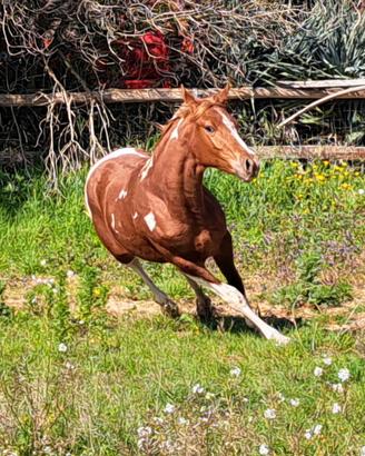 Puledro Paint