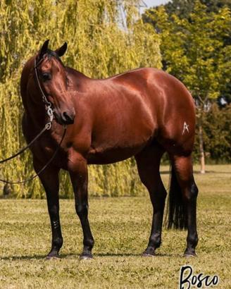 Cavallo