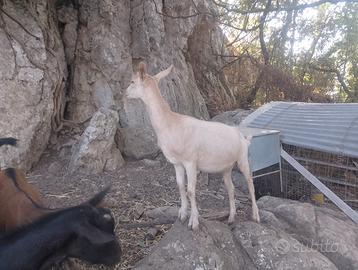 Capra e becco