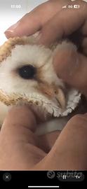 Ultimo pullo barbagianni disponibile