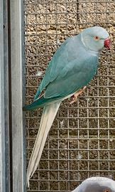 Parrocchetti dal collare