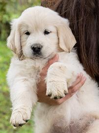 Golden retriever cuccioli