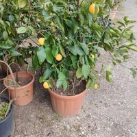 pianta di limone 