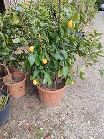 pianta di limone 