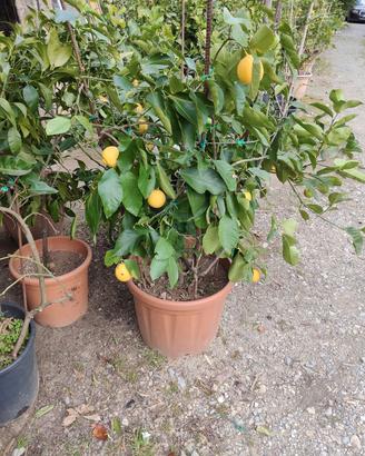 pianta di limone 