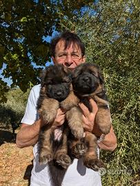 Pastore tedesco a pelo lungo nero e nero focato