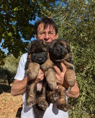 Pastore tedesco a pelo lungo nero e nero focato