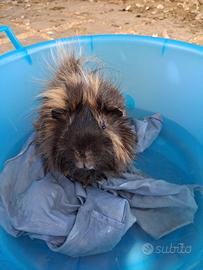 Cavia peruviana maschio