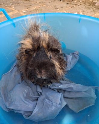 Cavia peruviana maschio