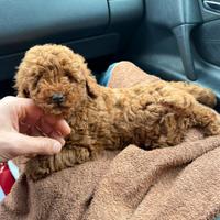 Cuccioli di Barboncino Red (fulvi)