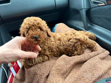 Cuccioli di Barboncino Red (fulvi)