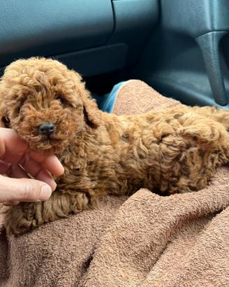 Cuccioli di Barboncino Red (fulvi)
