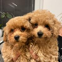 Barboncini Toy con pedigree ENCI