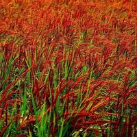 Potature & Manutenzione