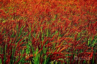 Potature & Manutenzione