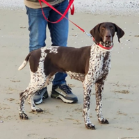 Bracco tedesco per monta