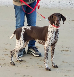 Bracco tedesco per monta