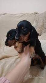 Bassotti nani vari colori