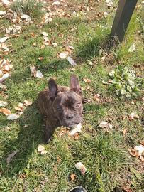 Bulldog francese