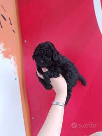 Barboncino Toy Black Femminuccia