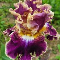 Iris,splendido fiore. 