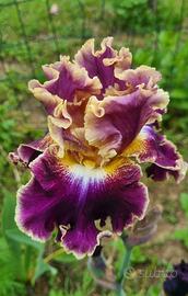 Iris,splendido fiore. 