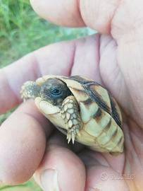 Tartarughina baby
