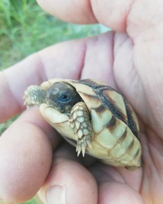Tartarughina baby