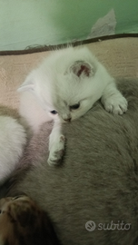 Vendita gattini