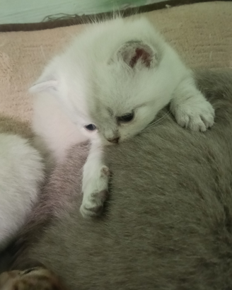 Vendita gattini