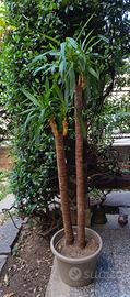 yucca