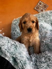 Goldendoodle