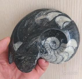 Fossile di Grande Ammonite Lucida