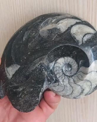 Fossile di Grande Ammonite Lucida