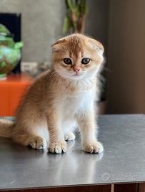 Cucciolo di Scottish Fold colore biscotto chiaro