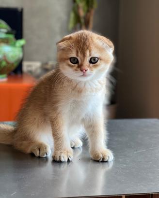 Cucciolo di Scottish Fold colore biscotto chiaro