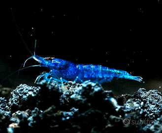 Lumache acquario caridine piante