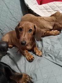 Cucciola di bassotto
