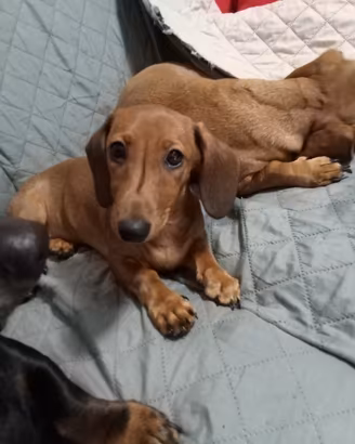 Cucciola di bassotto