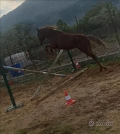 Puledra da salto scc