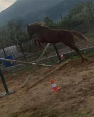 Puledra da salto scc