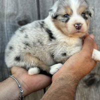 Pastore australiano australian shepherd