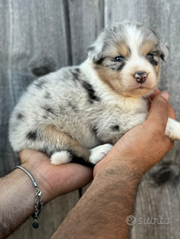 Pastore australiano australian shepherd