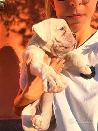 Cucciola bianca boxer