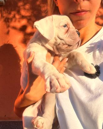 Cucciola bianca boxer