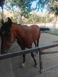 Cavallo trottatore