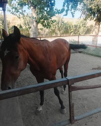 Cavallo trottatore